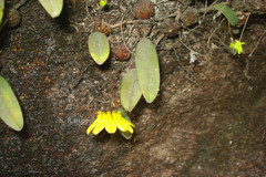 Bulbophyllum aureoflavum
